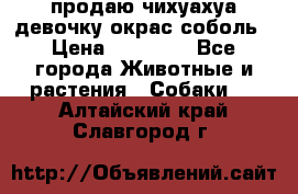 продаю чихуахуа девочку,окрас соболь › Цена ­ 25 000 - Все города Животные и растения » Собаки   . Алтайский край,Славгород г.